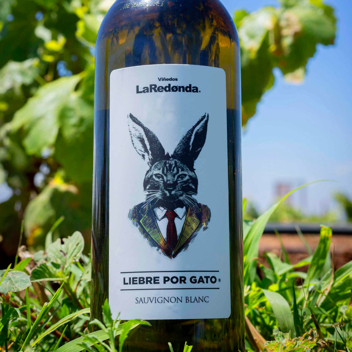 Liebre Por Gato Sauvignon Blanc 750 Ml Viñedos La Redonda 6980